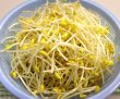 画像1: 大豆もやし（1kg）